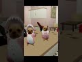 Funny Short in Brookhaven #roblox #brookhaven