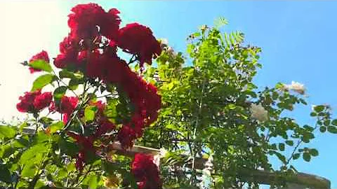 Come si chiama un giardino di rose?