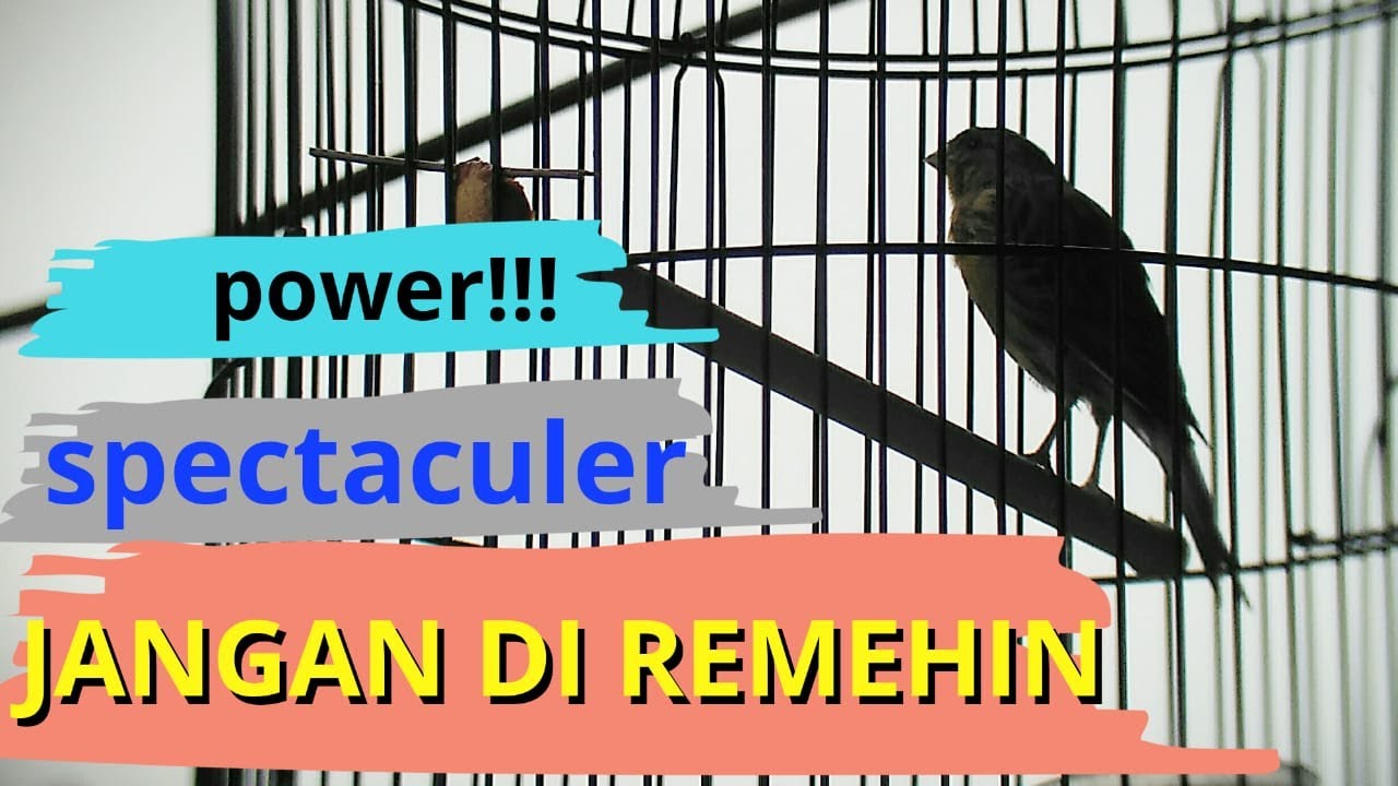 Pancingan Kenari Biar Gacor Juara 