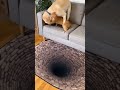 Cat Panics On Three Dimensional Carpet#viral #shortvideo #funny