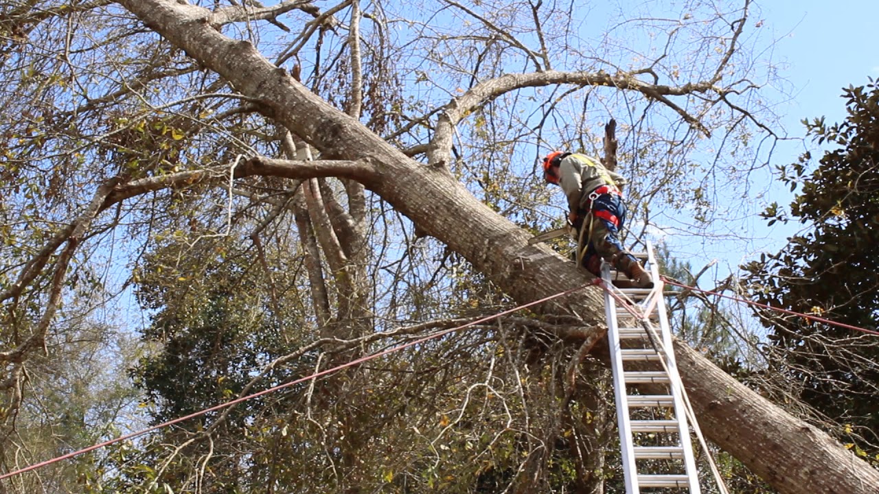 Death of a dangerous leaning tree and a great saw! Part 1 of 4 YouTube