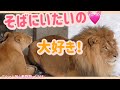 オリトに触れたい!そばにいたいイオ。3姉妹のケンカ勃発⁉︎ライオン夫婦&赤ちゃんvol.163@旭山動物園/want to touch & be your side!lion family
