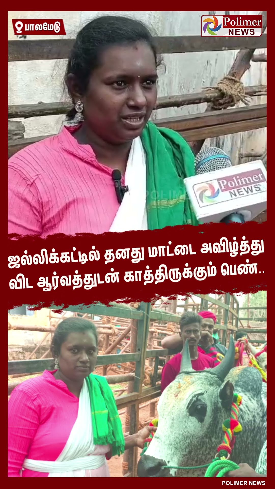தனது மாட்டை அவிழ்த்து விட ஆர்வத்துடன் காத்திருக்கும் பெண்..#shorts | #palamedujallikattu