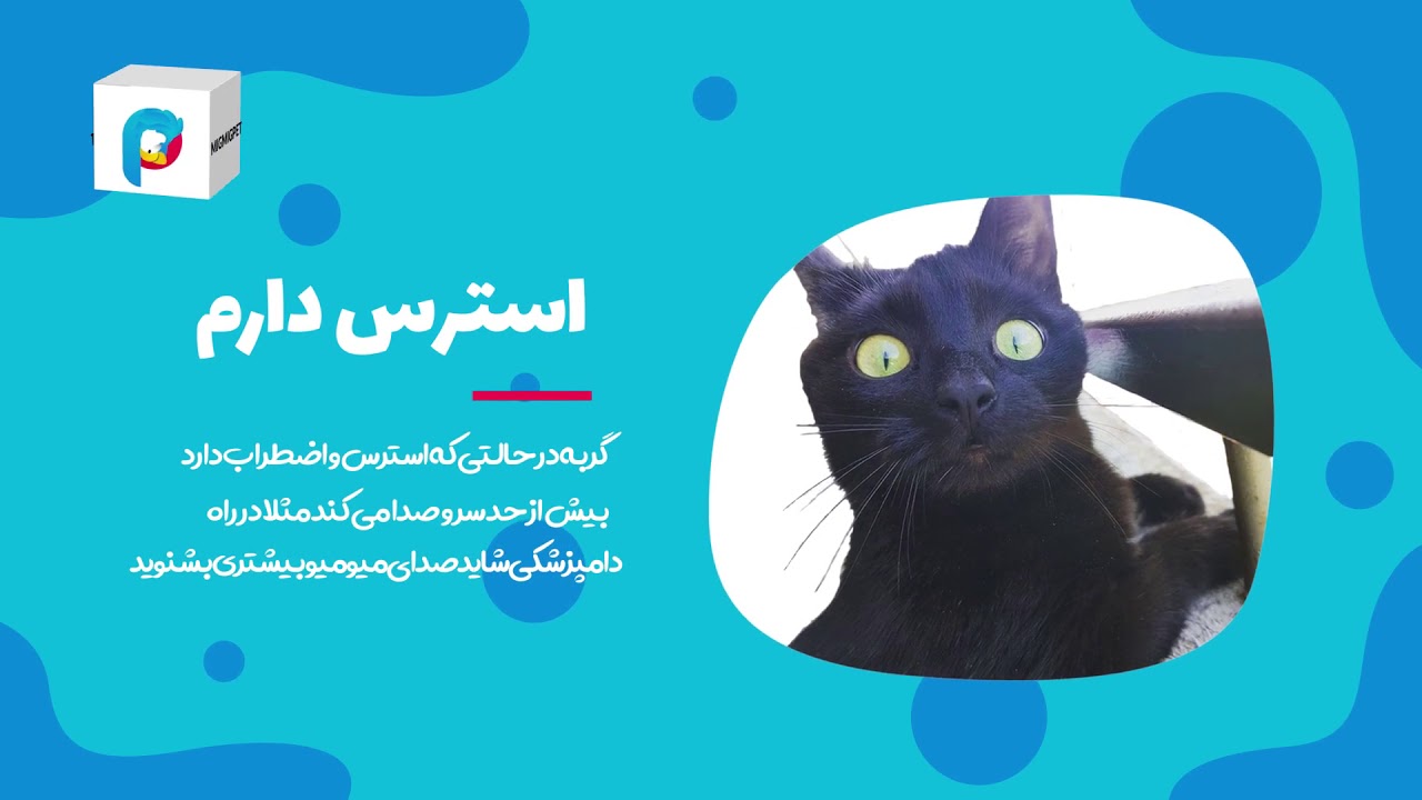 10 علت میو میو کردن گربه ! - YouTube