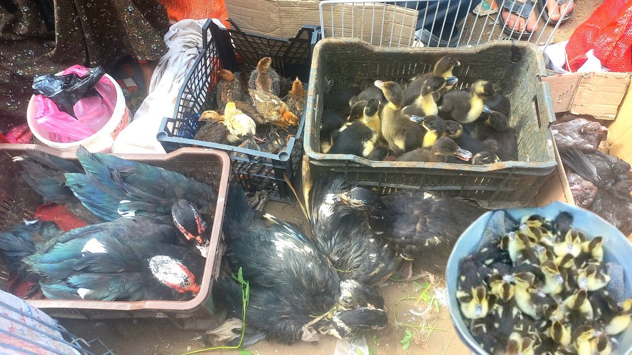 اسعار الطيور #سعر_بط_وز_رومي_ارانب_كتكوت #جولة في سوق الطيور #صدمة ف اسعار الطيور 🔥