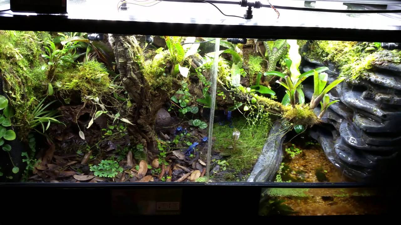 Paludarium update