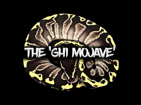 The 'GHI Mojave' Ball Python