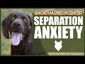 GERMAN SHORTHAIRED POINTER Separation Anxiety の動画、YouTube動画。