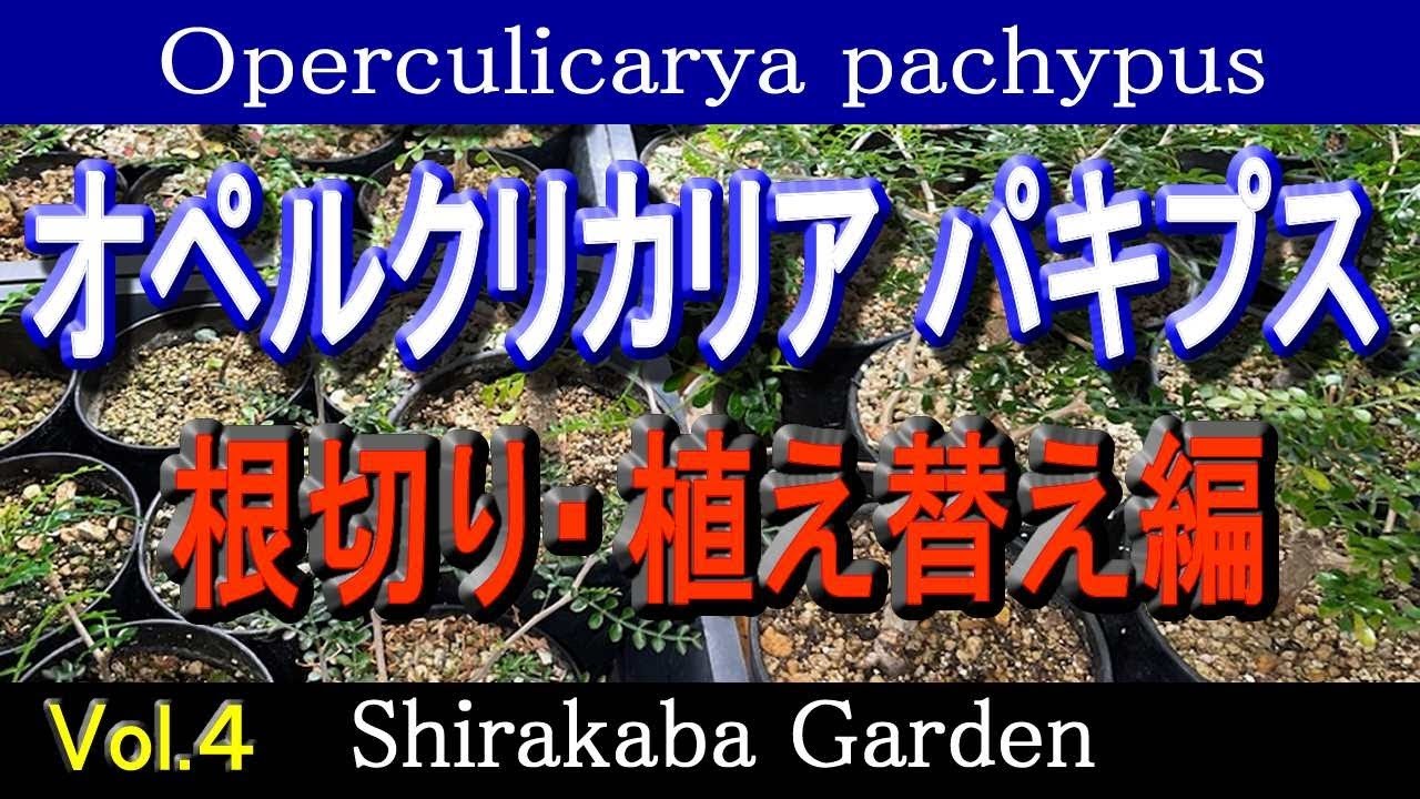 ■根切り・植え替え■オペルクリカリア パキプス Vol.4・実生、挿し木、根ざしの検証 Operculicarya pachypus・Cultivation by cuttings