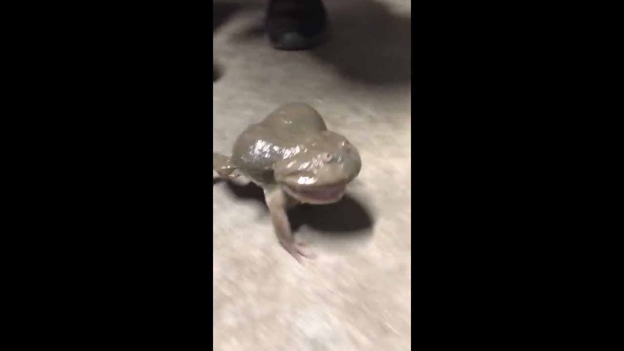 Screaming Budgett S Frog