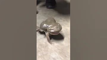 Screaming Budgett S Frog 