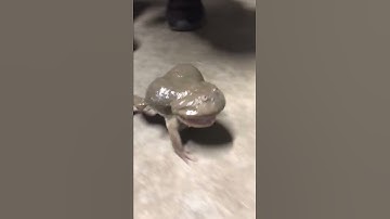 Thumbnail of Screaming Budgett's Frog