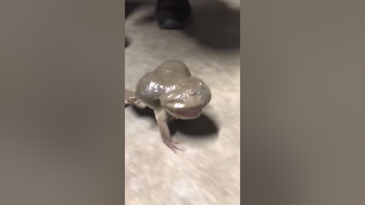 Screaming Budgett's Frog