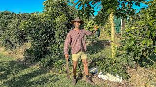 Journey to Being Self-Sufficient (3.5yr Orchard Update)