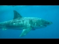 Great white shark footage update  adventure bay charters  port lincoln  south australia