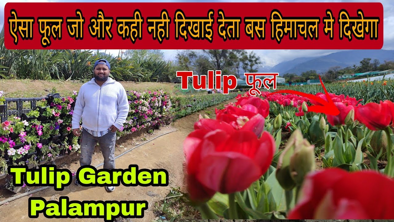 India ka 2nd Tulip Garden palampur Himachal pradesh mrimmuvlogs