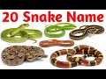 Tiny to Giant Snakes | Name Learning Video बच्चों के लिए आसान और मजेदार तरीके से सांपों के नाम