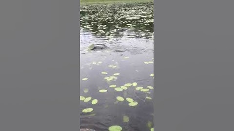 Snapping turtles mating