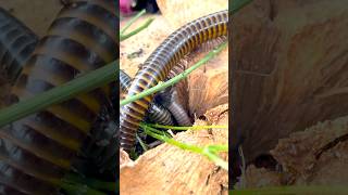 Giants millipedes 🐛🐛#millipede #shorts