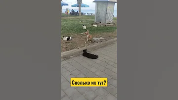 Сколько кошек в Турции?