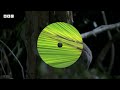 A Chameleon's Race Against Time | Madagascar | BBC Earth