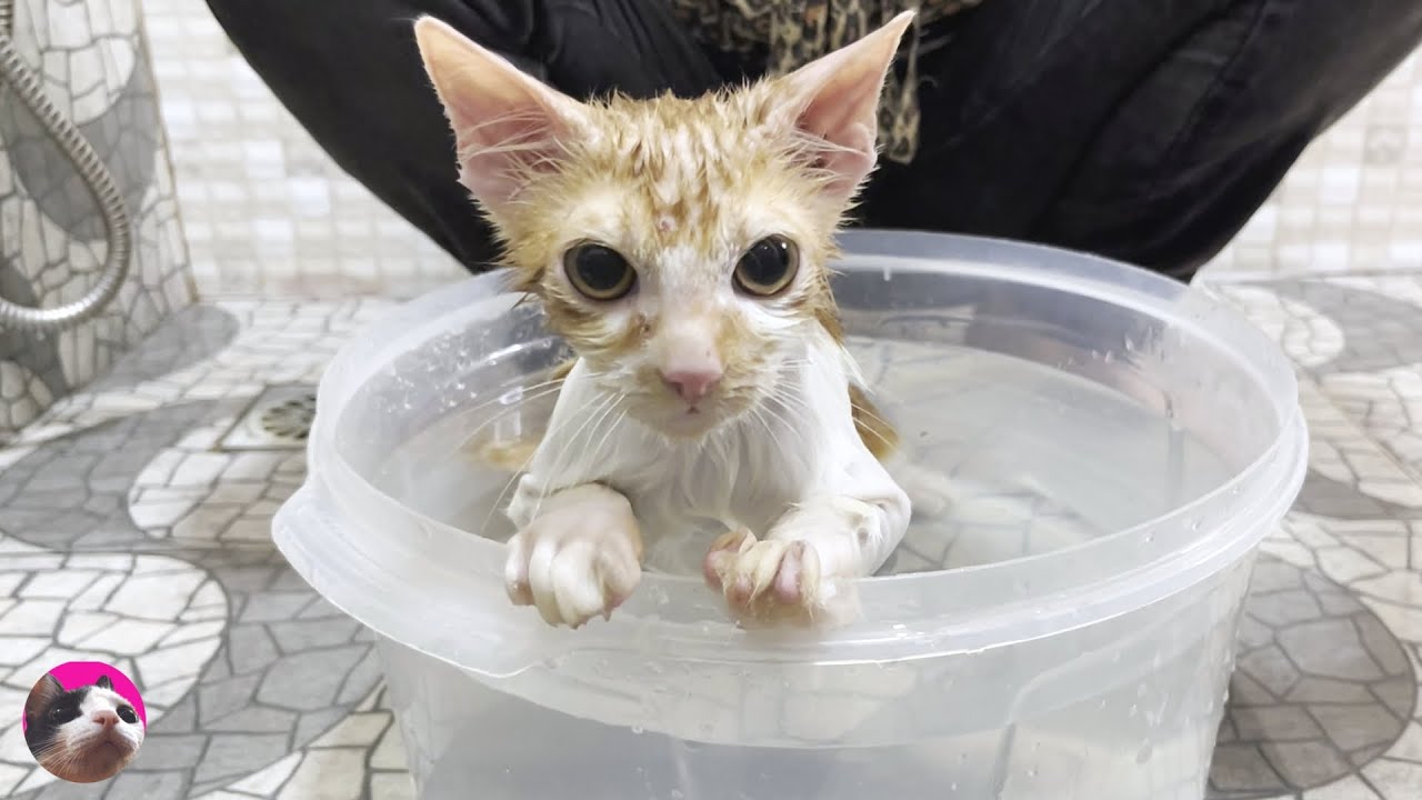 Я впервые искупал спасенного котенка, покрытого блохами... и он таял от удовольствия