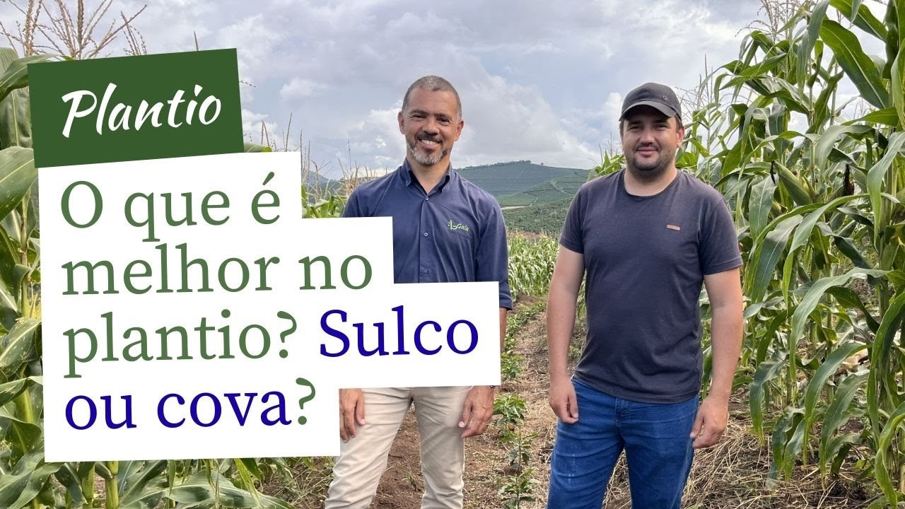 O que é melhor no plantio? Sulvo ou cova?