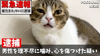 🐈緊急速報！パパ猫が逮捕されました…