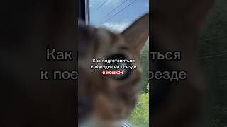 Как подготовить себя и кота к поездке на поезде #путешествия #поезд #ржд #отпуск #животные #кошки