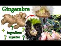 Comment faire pousser  cultiver gingembre maison secret  growing indoor ginger trick root quicker