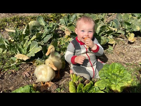 Ducklings in the Garden! - YouTube