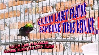 Konin gacor pancingan agar burung Konin bongkar masteran yg tersimpan