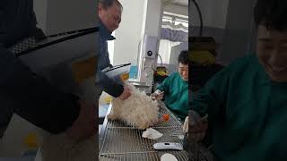 Pregnant dogs, especially free-range native dogs, will make nests before giving birth. This behavior by Pet Midwifery 42 views 2 months ago 1 minute, 45 seconds