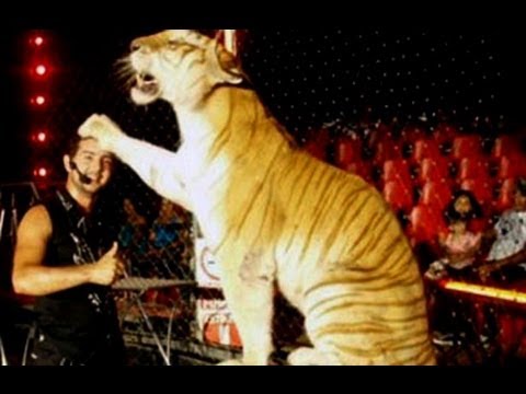 Tigre mata a su domador durante una función de circo/ Tigres de bengala  mata a su domador - YouTube