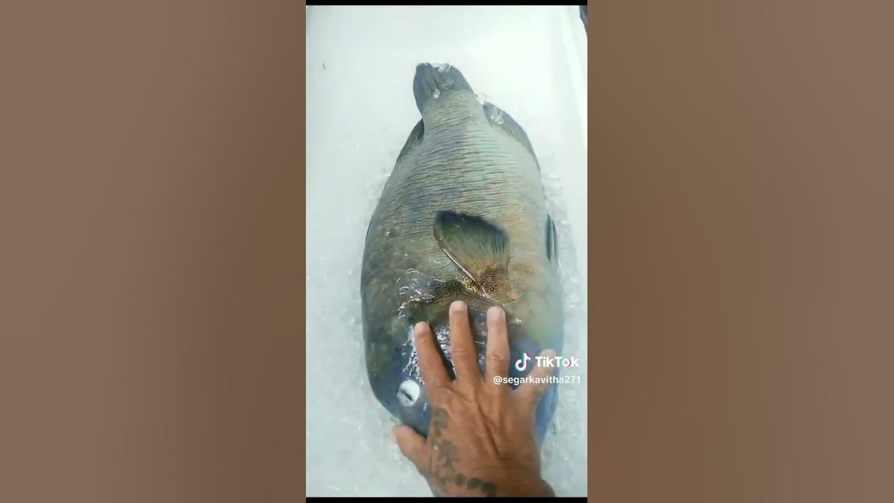 10 kg fish - YouTube