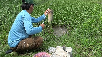 Một Lỗ Mà Câu Toàn Trúng Khủng  Long, Anh Ba Vô Mánh Trận Này/ Nghề Đi Câu