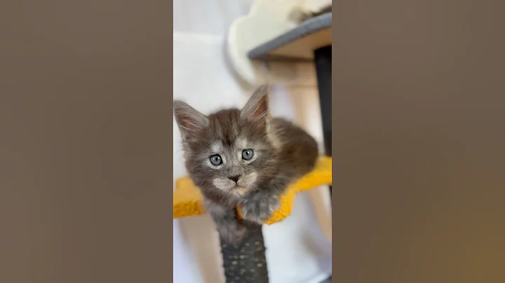 Watch the video about Introducing a Bright Borealis litter; all kittens available. #mainecoon #universe #love