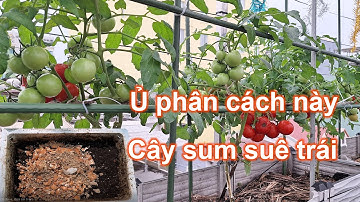 Chia sẽ cách tự ủ phân giúp dưa, cà chua cho trái sum suê | Bà Lan - Nông dân sân thượng #70