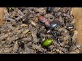 “Catching tiny insects in the dark—nature never sleeps 🌌🐜”#insects #animals #subscribe #viralvideo