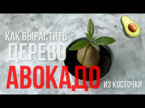 Как вырастить авокадо из косточки | Мастер класс | Два способа