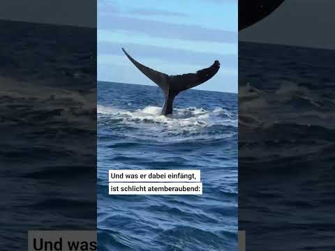 Meeresriesen umkreisen Boot eine Stunde lang