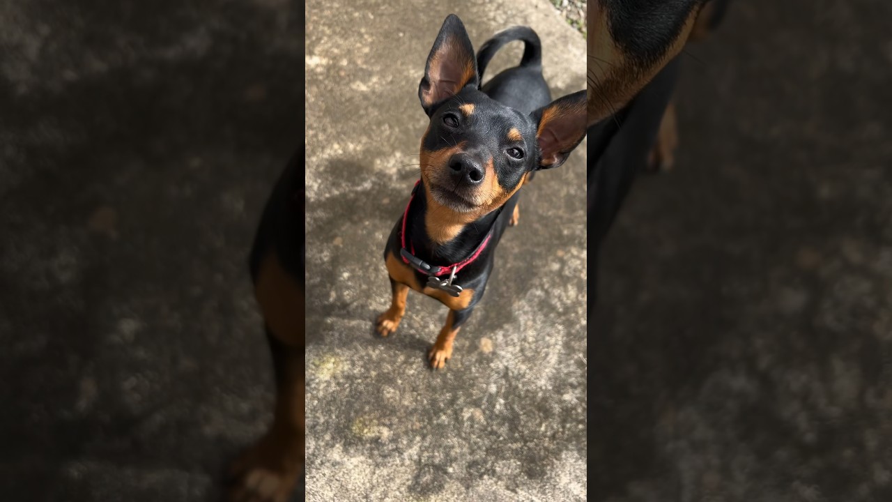 Cute Miniature Pinscher can scream 🤩😂 
