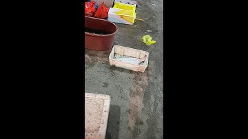 🔴live stream🔴 đi chợ cá buổi sáng ở cảng cá Trung Quốc