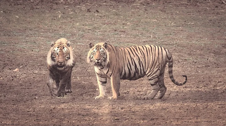 (Revenge of the Siberian tiger) the terrifying