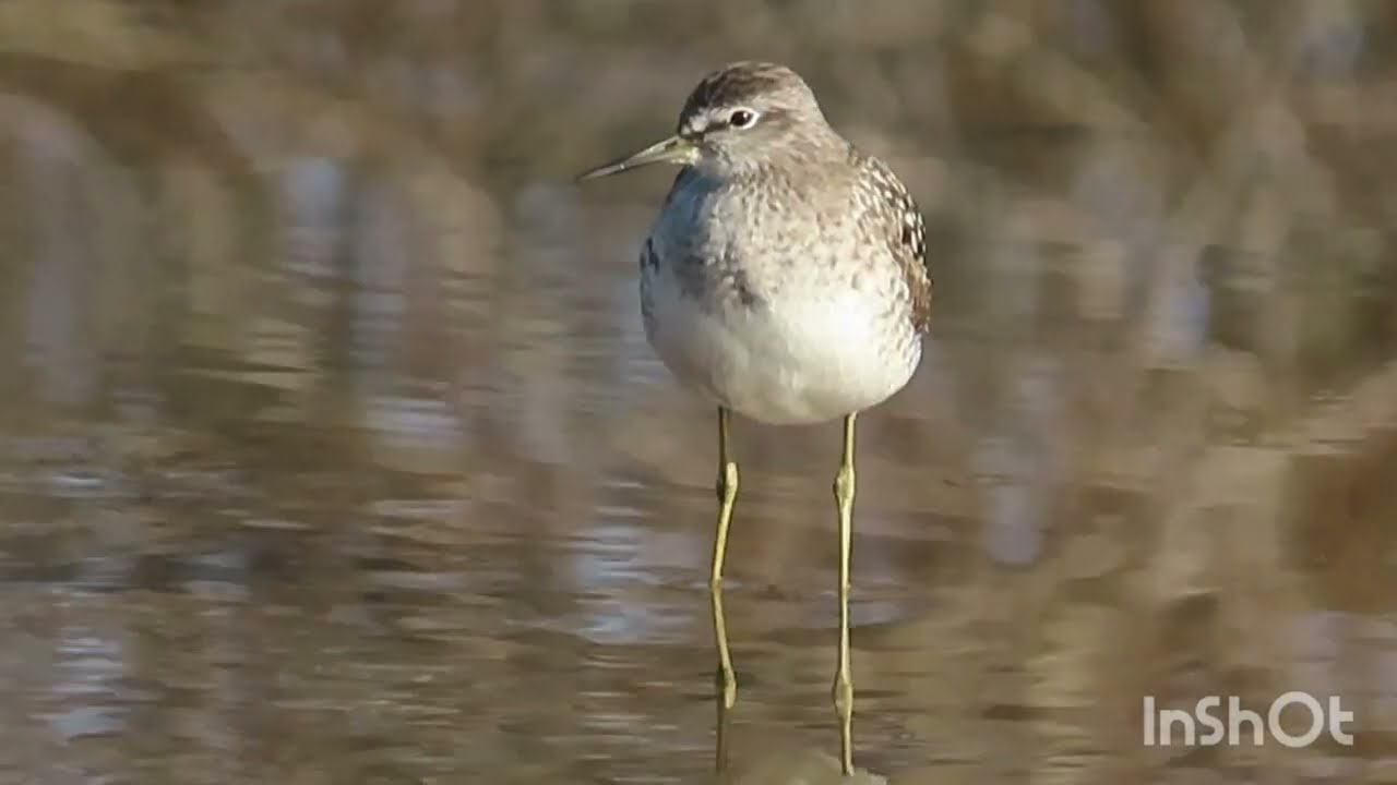 wood sandpiper - Prutka migavica - Tringa glareola