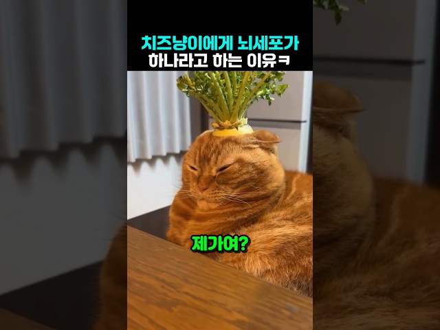 치즈냥이가 뇌세포를 하나로 돌려쓴다고 하는 이유 #웃긴고양이
