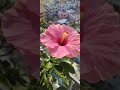 #plants #plantslover #viral #shortsreels