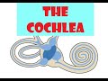 Understanding the Cochlea