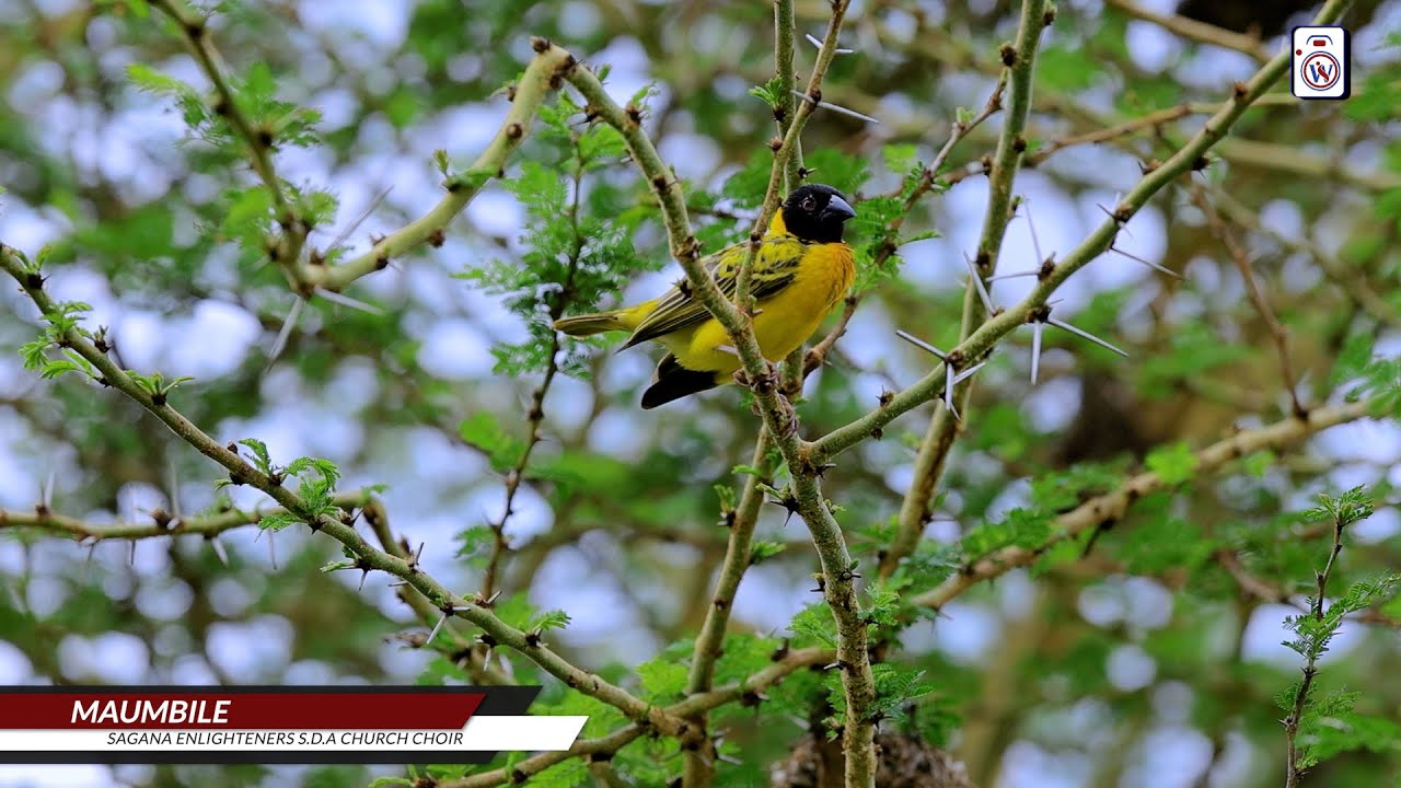 MAUMBILE//SAGANA ENLIGHTENERS SDA CHOIR//WEMANET STUDIOS 2025