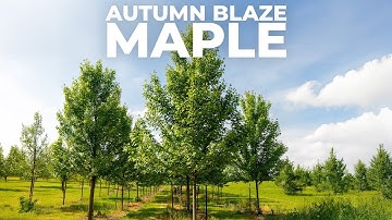 Autumn Blaze Maple: Tree Of The Week